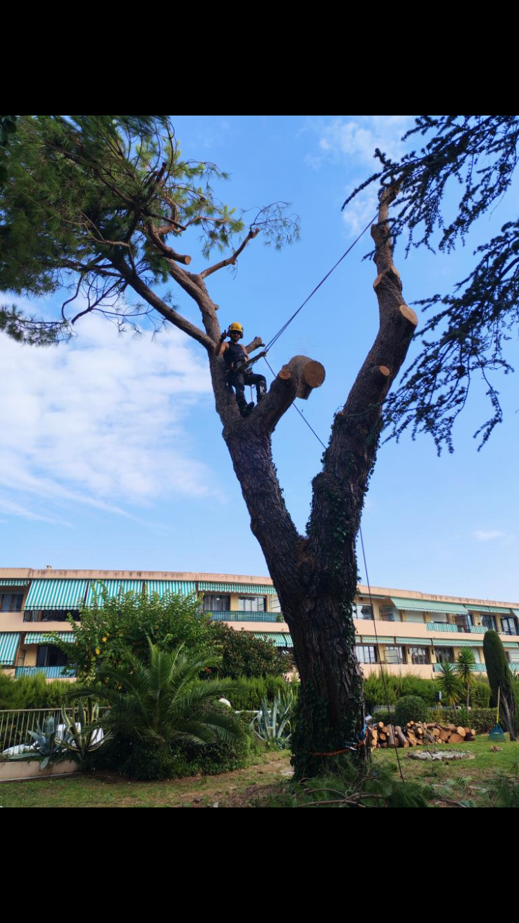 Aménagement paysager à Vallauris — ARBRECO