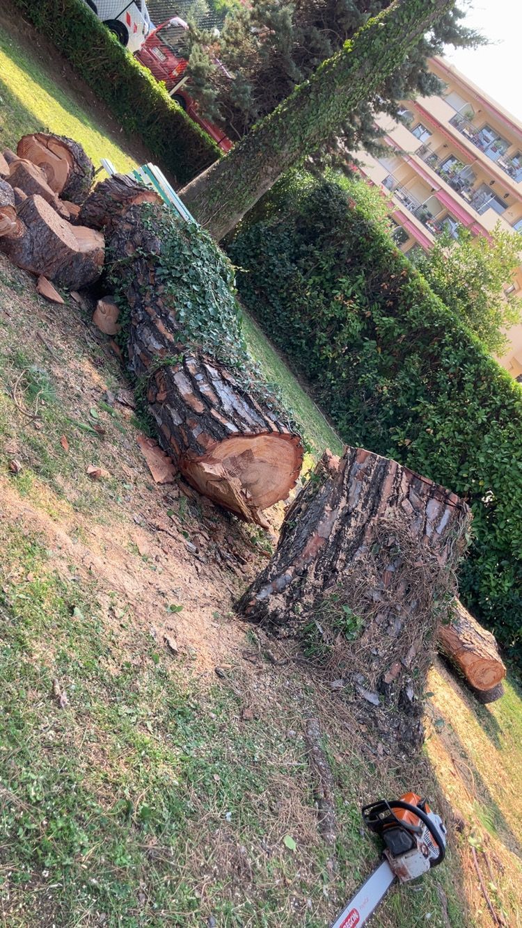Élagage à Vallauris — ARBRECO